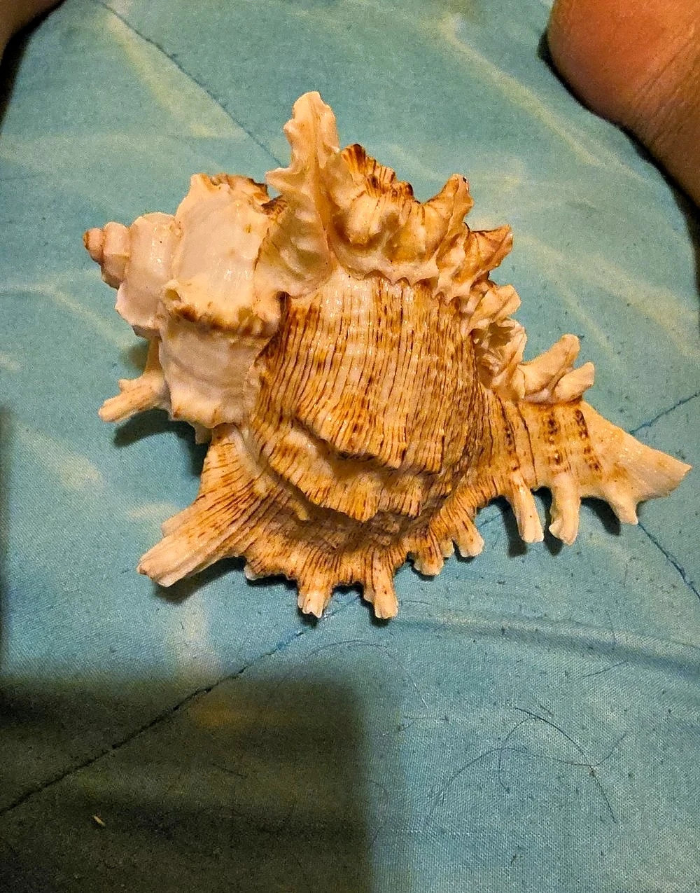 Chicoreus ramosus Ramose Murex Seashell Decor in Brown & Cream